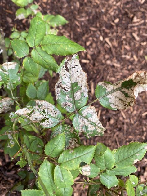 How to Identify and Treat Common Rose Diseases | Gardener’s Path