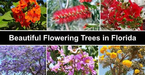 Florida Invasive Flowering Trees