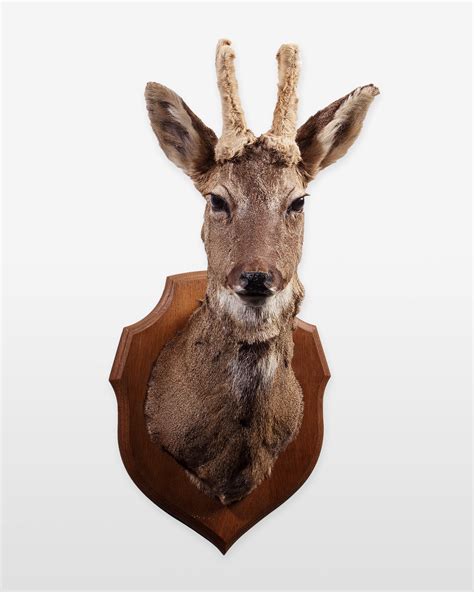 Taxidermy Roe Deer Head in Velvet