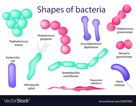 Arrangements of bacterial microorganism vector image on VectorStock | Bacteria shapes ...