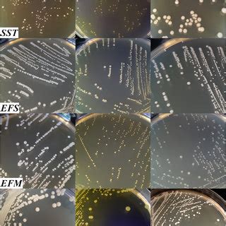 (PDF) Evaluation of a new culture medium for the enumeration and ...