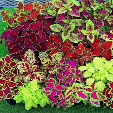 Coleus Seeds | Buy Online at Seeds of Plenty