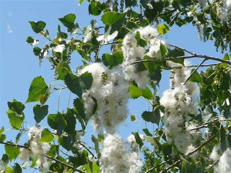 Toronto Wildlife - More Eastern Cottonwood