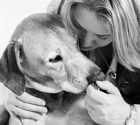 Dog Photography Tips | Capture Your Senior Dog’s Heart & Soul