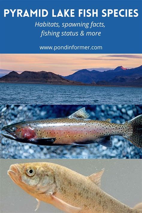 List of pyramid lake fish species 2023 updated – Artofit