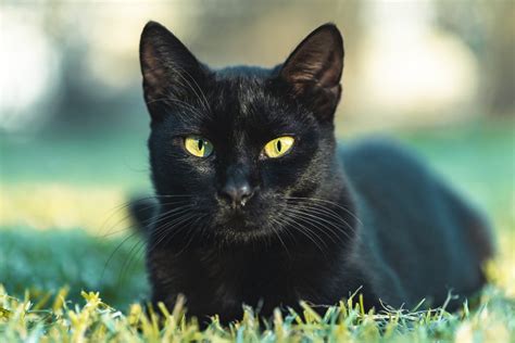 Gatos negros: lo bueno, lo malo y lo incomprendido – RoyalPet