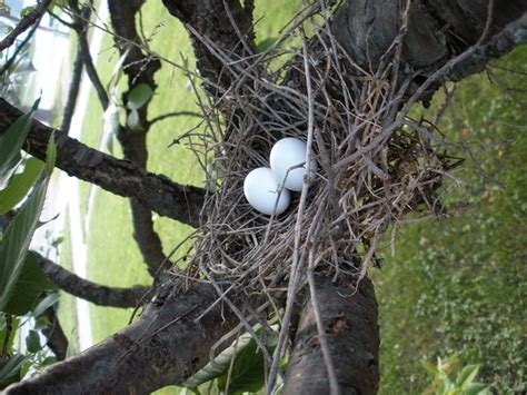 Mourning Dove Eggs | Flickr - Photo Sharing!