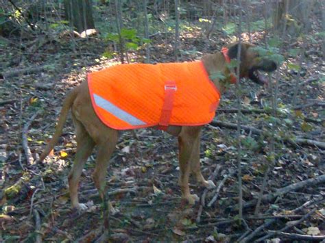 Progressive Charlestown: Look out, Bambi, here they come again!