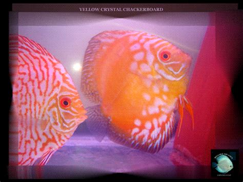 BREEDING PAIRS: OUR DISCUS BREEDING PAIRS