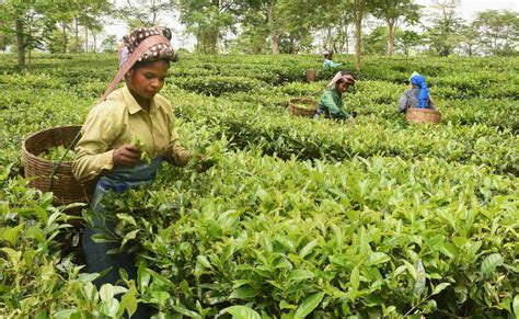 'BJP's decision cause each Assam tea worker to lose Rs 2,70,000 in 5 ...