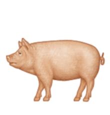 Ios Emoji Pig