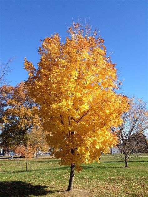 Acer platanoides Norway Maple H: 40-50 S: 30-50 Zone: 4 | Plant guide ...