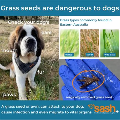 Grass Seeds in Dogs - SASH Vets