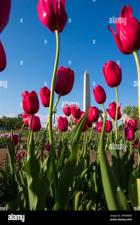 The Washington Monument rises up behind colorful tulips at the Floral Library, which is run by ...