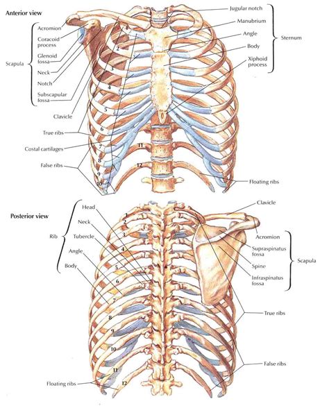 Bony Thorax Diagram - Wiring Diagram Pictures