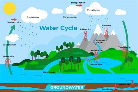 Water Cycle Diagram - Steps and Importance