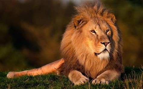 Wallpaper Hd Lion Animales Salvajes Fotos De Leones Animales Images
