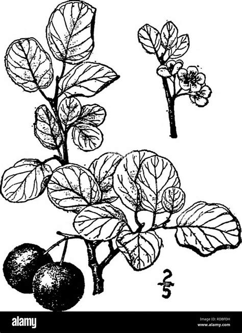 Prunus subcordata Black and White Stock Photos & Images - Alamy