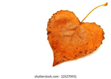 Heart Shaped Object Images, Stock Photos & Vectors | Shutterstock