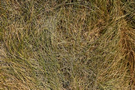 Premium Photo | Dry yellow grass background a background of dry yellow grass suitable for the ...