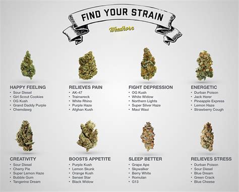 Find Your Perfect Marijuana Strain