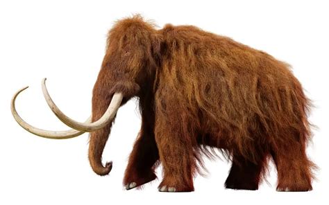 A step closer to resurrecting the woolly mammoth