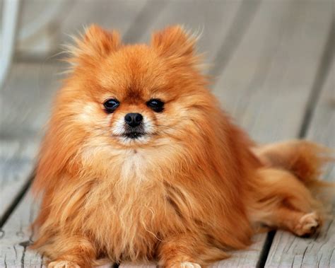 Cute Dogs: Pomeranian dog