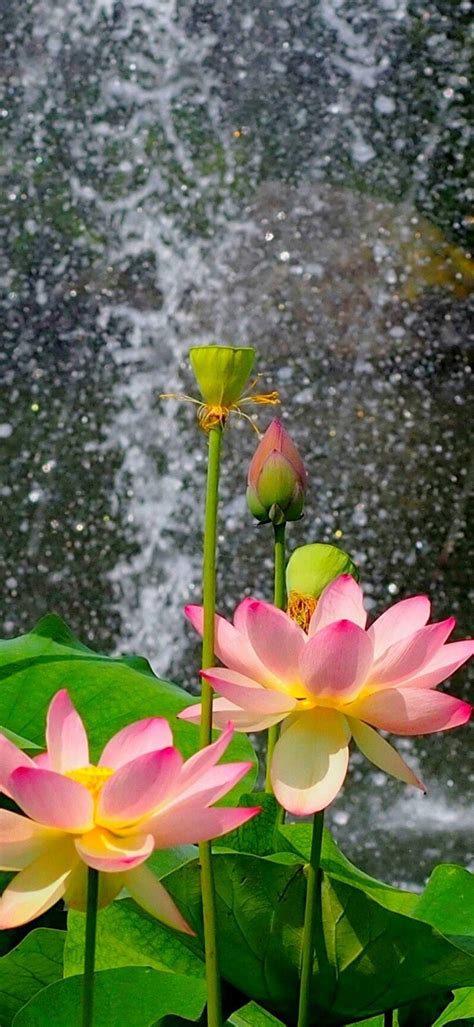 Lotus Garden Wallpapers - Wallpaper Cave