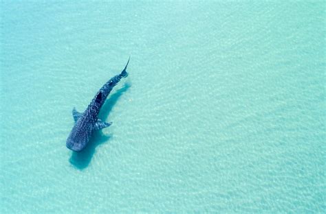 Swim With Whale Sharks in Mexico: 7 Places to Go in 2024