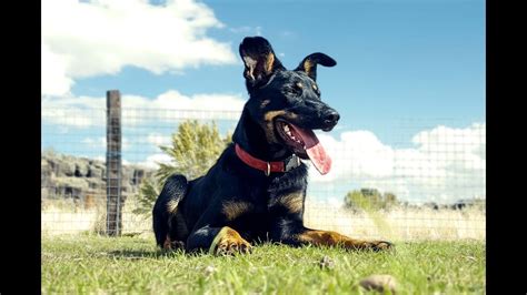 Australian Kelpie Working - Stock Dog Training - YouTube