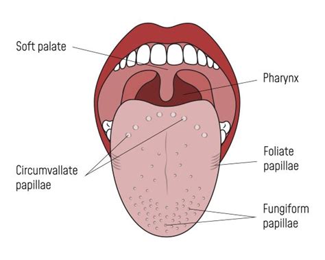 Papila Lidah, Jenis, Fungsi, dan Gangguan yang Bisa Terjadi - Alodokter