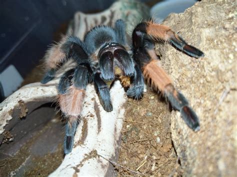 Brachypelma emilia | Arachnoboards