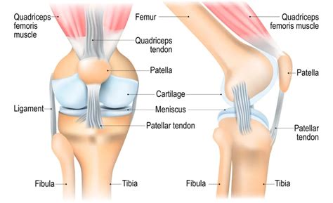 Chondromalacia patella(CMP) : Causes, symptoms and Treatment - Nishphysiohealth