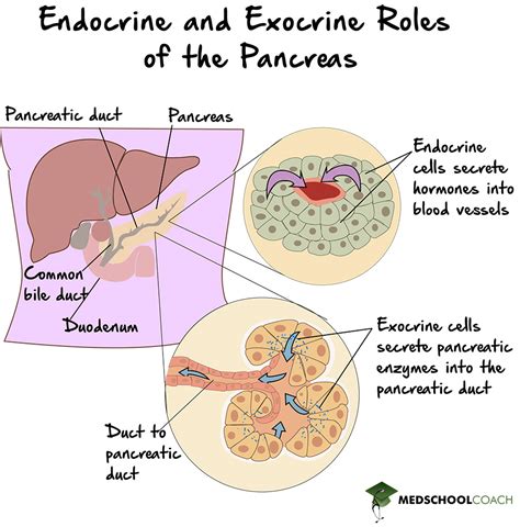 Endocrine vs Exocrine Glands – MCAT Biology | MedSchoolCoach