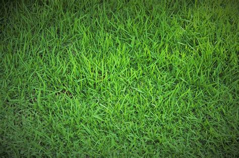 5 Spring Lawn Care Tips: Get a Jump on Green Grass | The Meadows