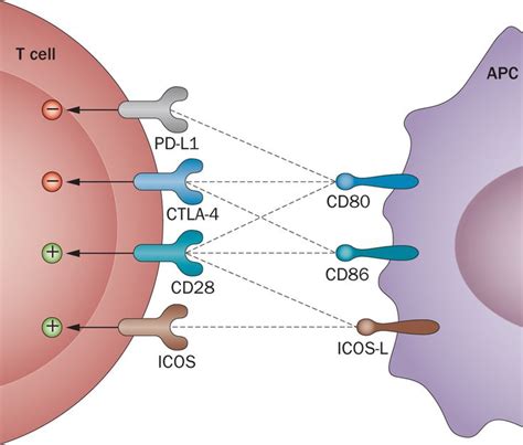 The CD28 co-stimulatory receptor can be ligated by CD80, CD86, and ICOS-L. The CTLA-4 co ...