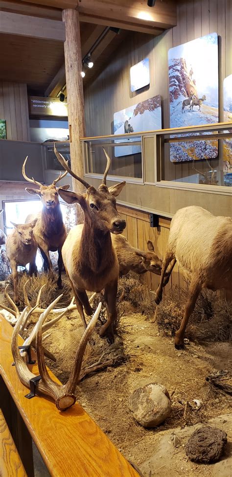 National Elk Refuge - Go Wandering