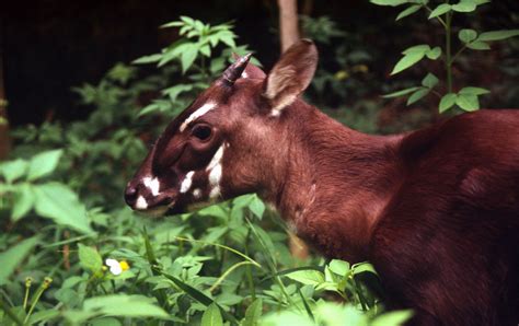 Saola | Species | WWF