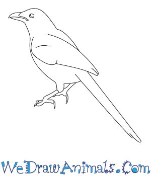 How to Draw a Magpie