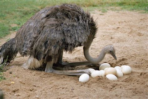 Ostrich and its eggs in nest 851089 Stock Photo at Vecteezy