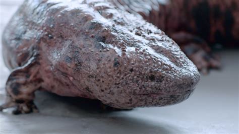 The Japanese Giant Salamander | The Kid Should See This