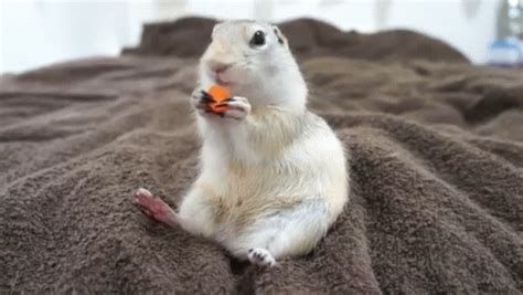 Squirrel Eating Carrot GIF - Eating - Discover & Share GIFs