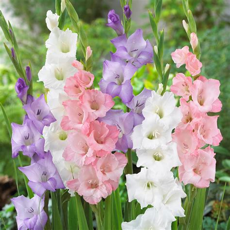 Gladiolus Best Pastel Blend Plant Bulbs at Lowes.com