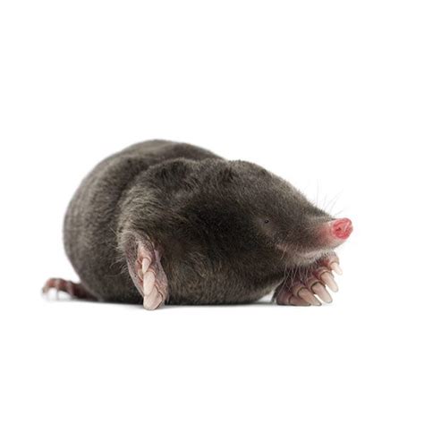 Mole Identification, Habits & Behavior | Active Pest Control - Pest Control and Exterminator ...