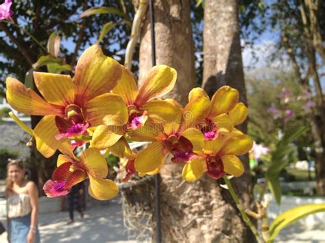 Orchid or Flower in Thailand. Editorial Stock Photo - Image of thailand ...