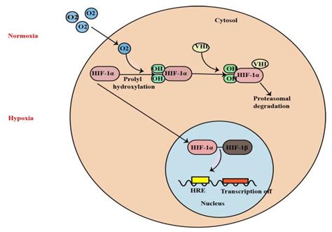 Molecules | Free Full-Text | The Role of Hypoxia-Inducible Factor-1 ...