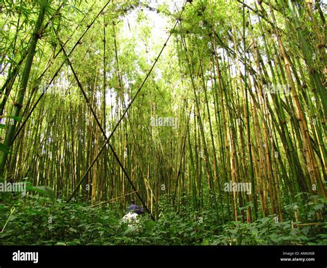 High Altitude rainforest Mountain Gorilla habitat Stock Photo - Alamy