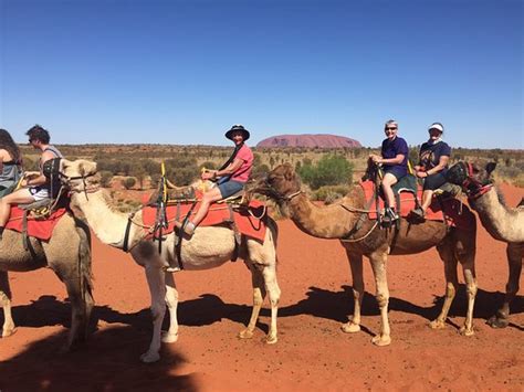 Uluru Camel Tours (Yulara) - 2019 All You Need to Know BEFORE You Go (with Photos) - TripAdvisor