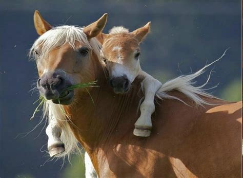 Way too cute #cute | Cute wild animals, Animals, Horses