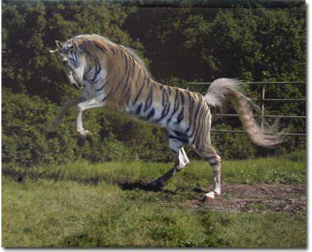 tiger and horse | Horse rearing, Horses, Animals wild